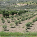 gallery_eleokaliergia